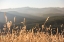 Picture of MOUNTAIN AND FALL FIELDS