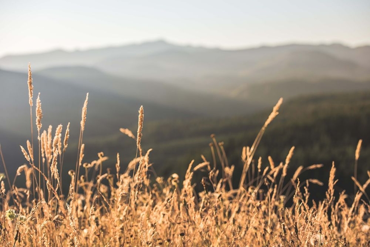 Picture of MOUNTAIN AND FALL FIELDS