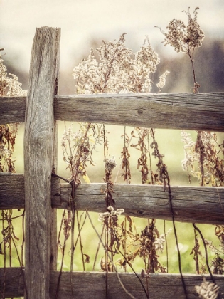 Picture of SUNRISE FENCE I