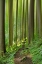 Picture of ENCHANTED FOREST