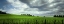 Picture of ROLLING VINEYARD 
