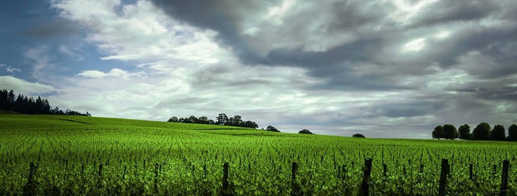 Picture of ROLLING VINEYARD 