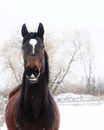 Picture of STABLE BROWN HORSE 