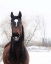 Picture of STABLE BROWN HORSE 
