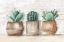 Picture of THREE CACTUS 