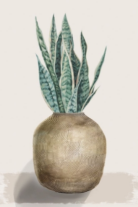 Picture of SNAKE PLANT