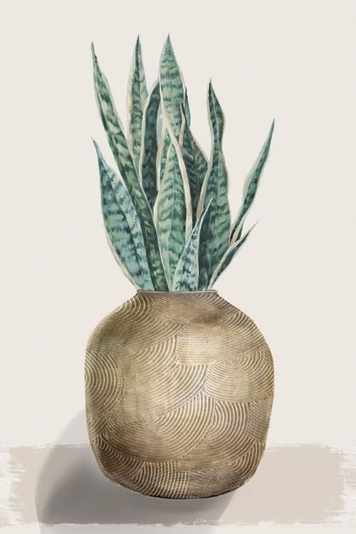 Picture of SNAKE PLANT