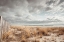 Picture of ATLANTIC COAST AFTERNOON