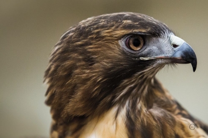 Picture of RED TAILED HAWK PROFILE