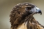 Picture of RED TAILED HAWK PROFILE