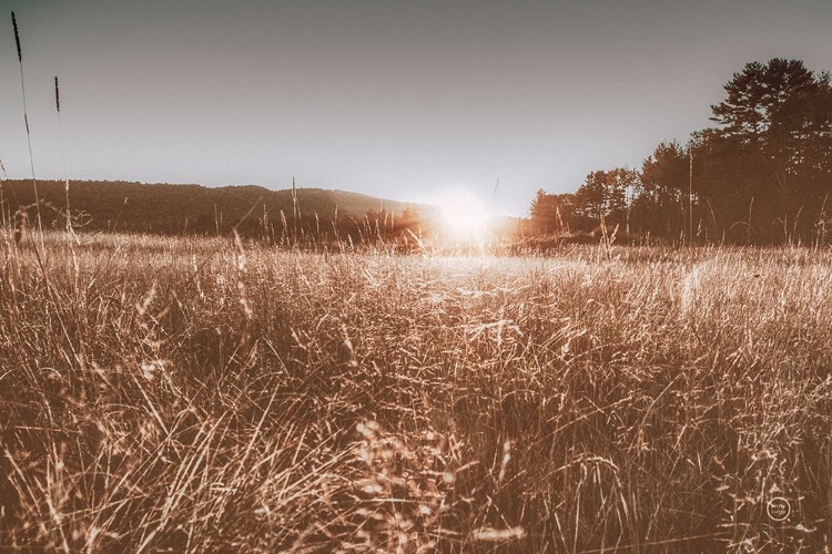 Picture of FIELDS OF GOLD