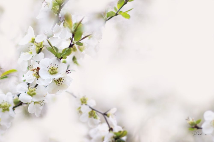 Picture of FIRST WHITE OF SPRING