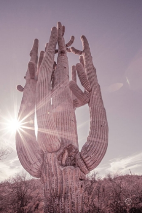 Picture of DUSTY DESERT SAGUARO