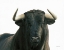 Picture of BULLISH