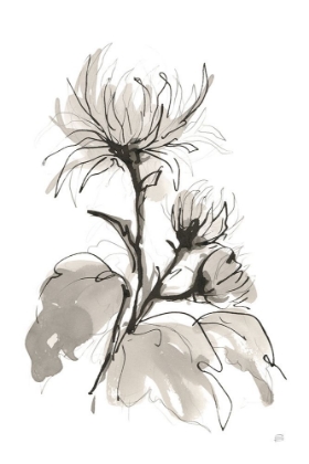 Picture of CHRYSANTHEMUM I