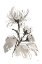 Picture of CHRYSANTHEMUM I