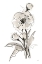 Picture of POPPY II