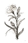 Picture of CARNATION I