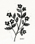 Picture of BOLD BLOOMS III