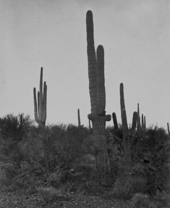 Picture of CEREUS GIGANTEUS-ARIZONA