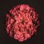 Picture of PORTRAIT OF A ZINNIA IV