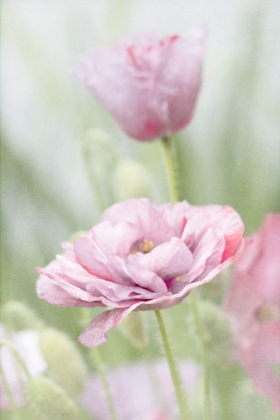 Picture of TWO POPPIES