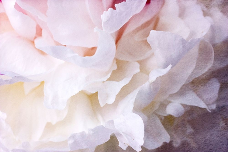 Picture of PEONY BLISS