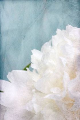 Picture of PEONY SKY I