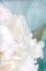 Picture of PEONY SKY II
