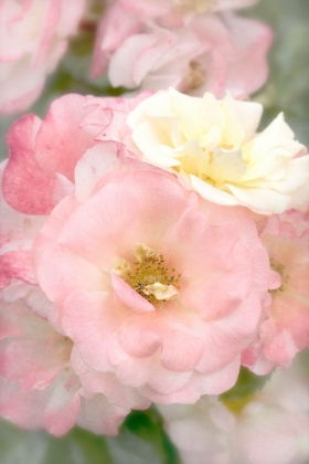 Picture of PINK ROSES