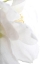 Picture of PETALS