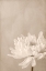 Picture of CRYSANTHEMUM