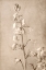 Picture of SPANISH BELLS