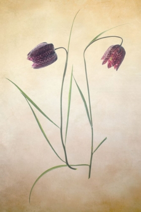 Picture of FRITILLARE I