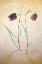 Picture of FRITILLARE I
