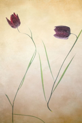 Picture of FRITILLARE II