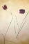 Picture of FRITILLARE II
