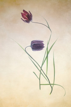 Picture of FRITILLARE III