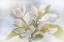 Picture of SPRING BLOSSOMS