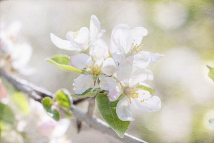 Picture of APPLE BLOSSOMS