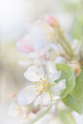 Picture of SUNLIT BLOSSOM