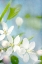 Picture of SPRING TIME