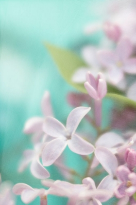 Picture of LILAC FLOWER
