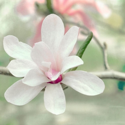 Picture of MAGNOLIA BLOSSOM