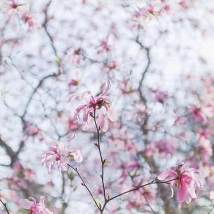 Picture of MAGNOLIA TREE