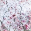 Picture of MAGNOLIA TREE