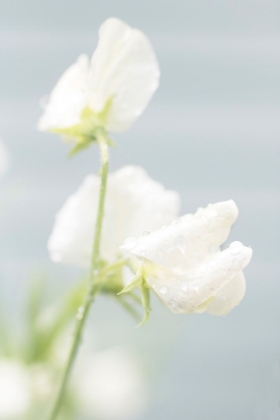 Picture of WHITE SWEET PEA