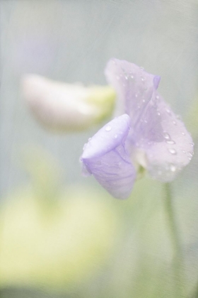 Picture of PURPLE SWEET PEA