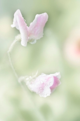 Picture of PINK SWEET PEA