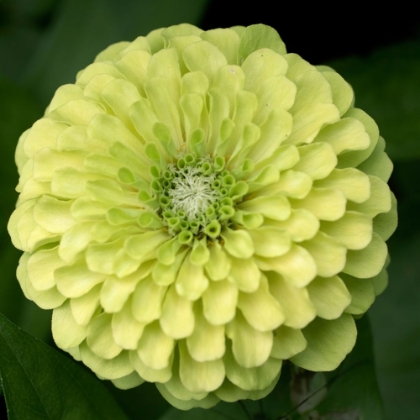 Picture of GREEN ZINNIA